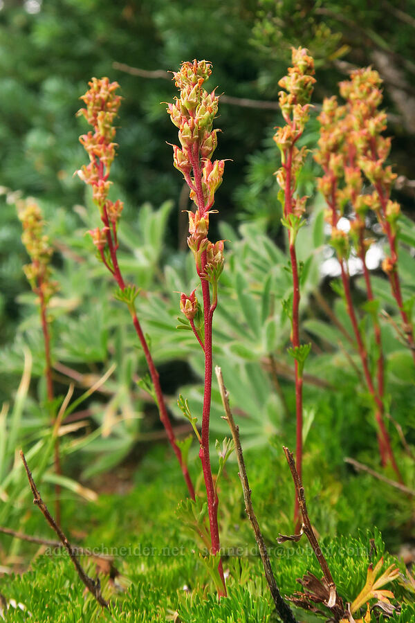 partridgefoot, going to seed (Luetkea pectinata) [Van Trump Park, Mt. Rainier National Park, Pierce County, Washington]