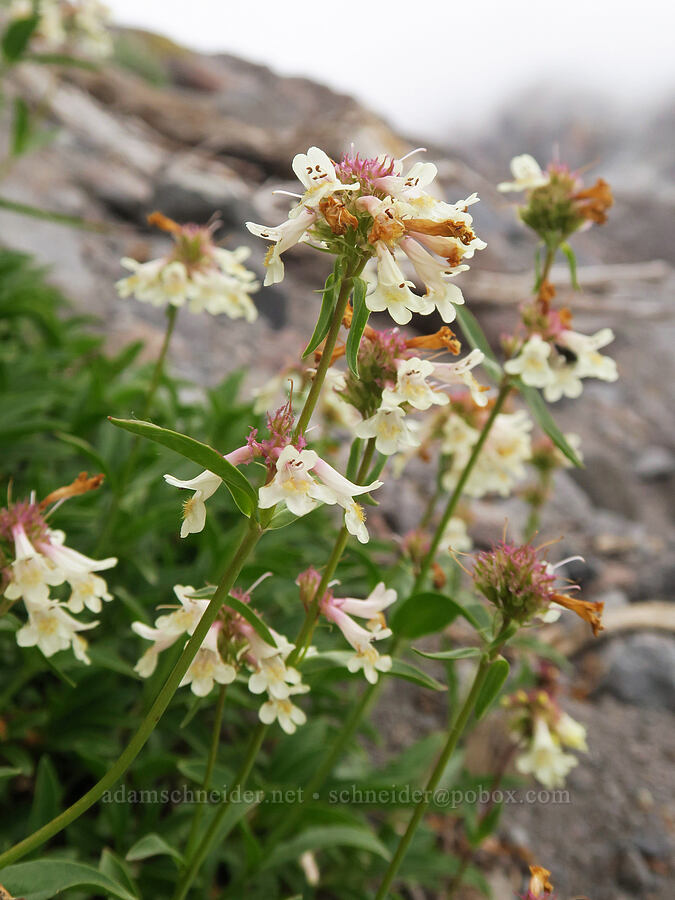 yellow penstemon (Penstemon confertus) [Van Trump Park, Mt. Rainier National Park, Pierce County, Washington]