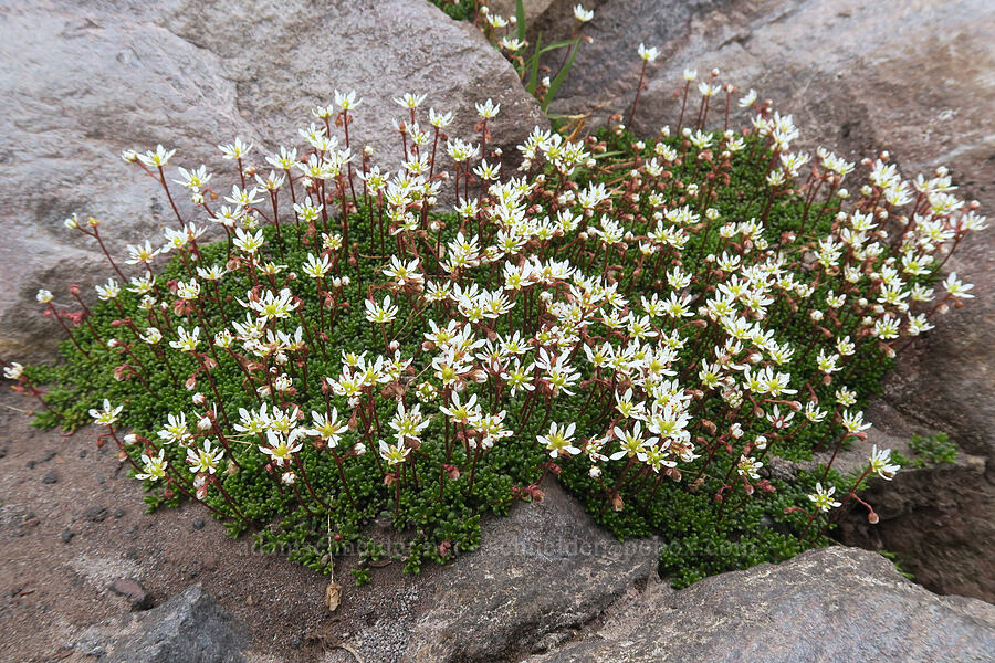 Tolmie's saixfrage (Micranthes tolmiei (Saxifraga tolmiei)) [above Van Trump Park, Mt. Rainier National Park, Pierce County, Washington]