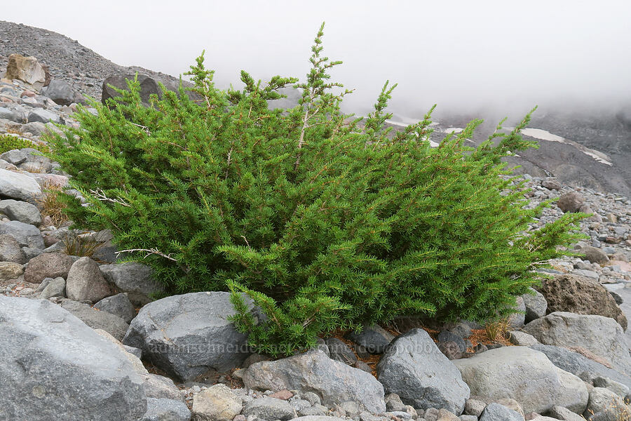 krummholz hemlock (Tsuga mertensiana) [above Van Trump Park, Mt. Rainier National Park, Pierce County, Washington]