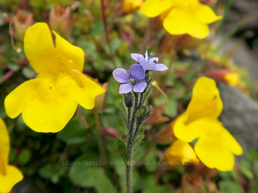 subalpine monkeyflower & alpine speedwell (Erythranthe caespitosa (Mimulus caespitosus), Veronica wormskjoldii) [above Van Trump Park, Mt. Rainier National Park, Pierce County, Washington]