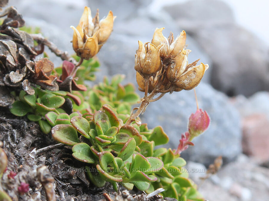 Davidson's penstemon, gone to seed (Penstemon davidsonii var. davidsonii) [above Van Trump Park, Mt. Rainier National Park, Pierce County, Washington]