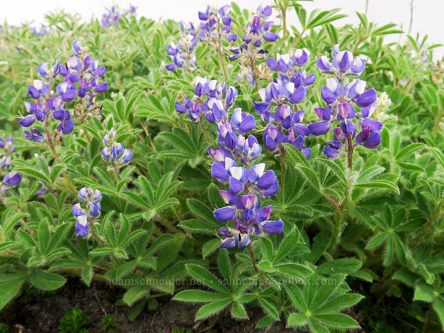 arctic lupine (Lupinus arcticus ssp. subalpinus (Lupinus latifolius ssp. subalpinus)) [above Van Trump Park, Mt. Rainier National Park, Pierce County, Washington]