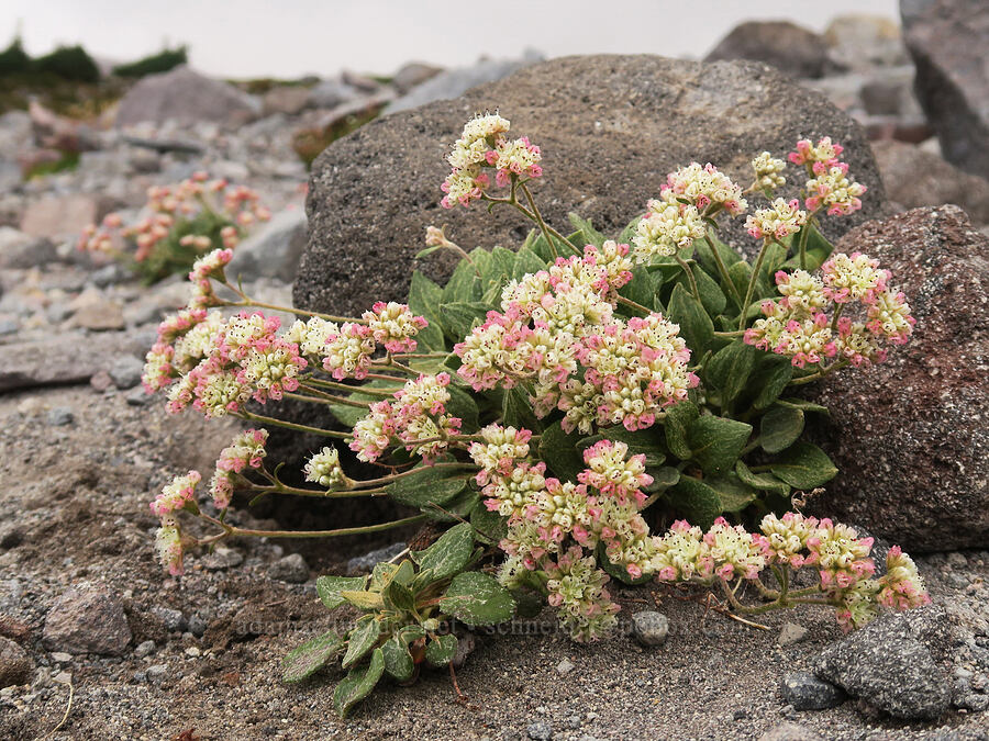 alpine buckwheat (Eriogonum pyrolifolium var. coryphaeum) [above Van Trump Park, Mt. Rainier National Park, Pierce County, Washington]