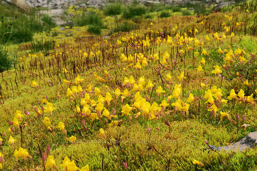 monkeyflower & willow-herb (Erythranthe caespitosa (Mimulus caespitosus), Epilobium sp.) [above Van Trump Park, Mt. Rainier National Park, Pierce County, Washington]