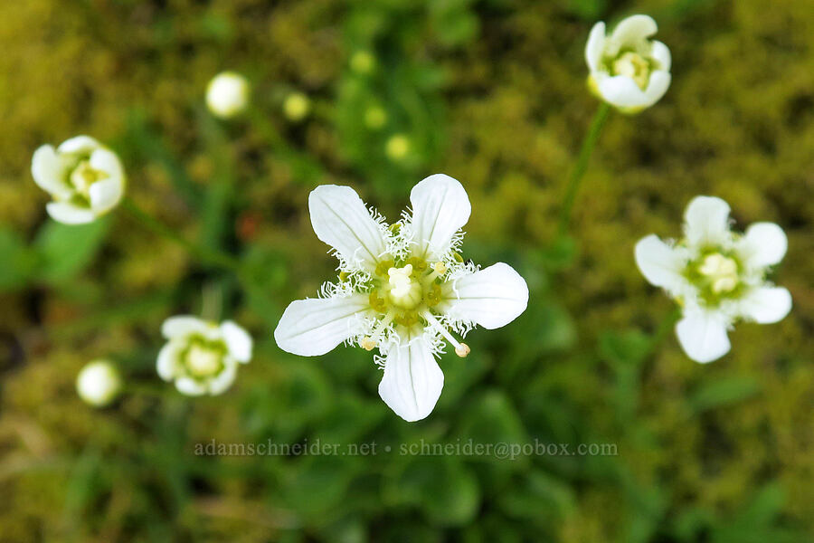 Grass-of-parnassus (Parnassia fimbriata) [above Van Trump Park, Mt. Rainier National Park, Pierce County, Washington]