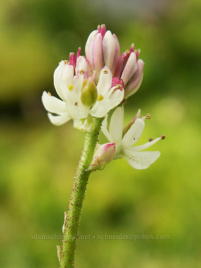 western false asphodel (Triantha occidentalis ssp. brevistyla (Tofieldia glutinosa var. brevistyla)) [above Van Trump Park, Mt. Rainier National Park, Pierce County, Washington]