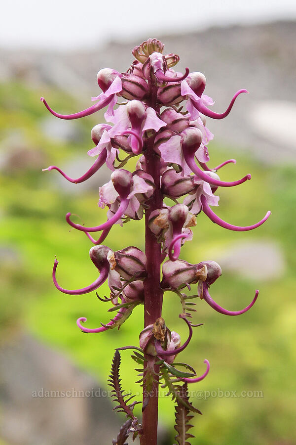 elephant's-head lousewort (Pedicularis groenlandica) [above Van Trump Park, Mt. Rainier National Park, Pierce County, Washington]