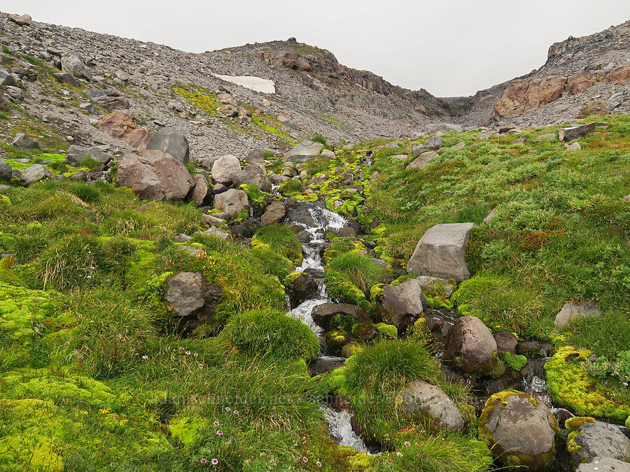 alpine stream [above Van Trump Park, Mt. Rainier National Park, Pierce County, Washington]