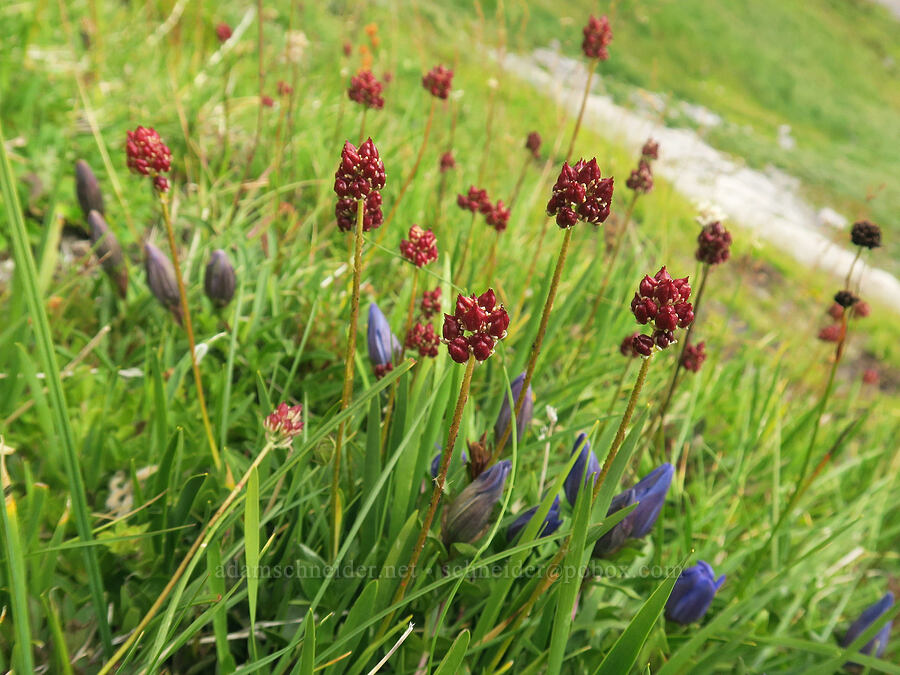 false asphodel seed pods & gentian (Triantha occidentalis ssp. brevistyla (Tofieldia glutinosa var. brevistyla), Gentiana calycosa) [above Van Trump Park, Mt. Rainier National Park, Pierce County, Washington]