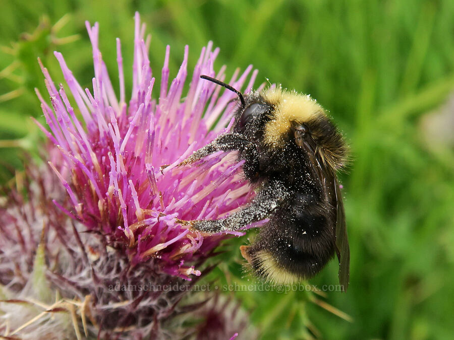 big bumblebee on edible thistle (Bombus sp., Cirsium edule) [above Van Trump Park, Mt. Rainier National Park, Pierce County, Washington]