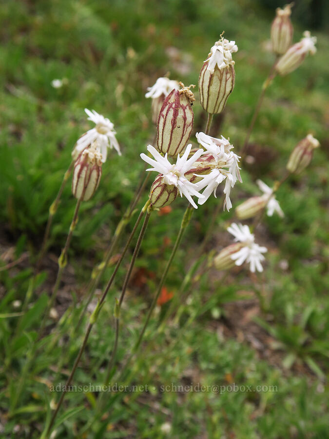 Parry's catchfly (Silene parryi) [Van Trump Park, Mt. Rainier National Park, Pierce County, Washington]