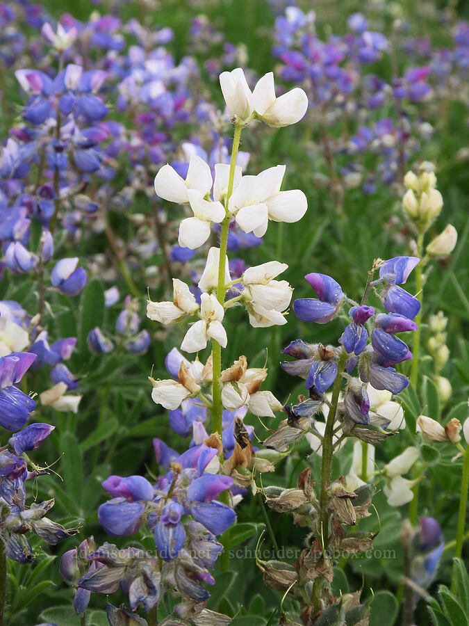 white arctic lupine (Lupinus arcticus ssp. subalpinus (Lupinus latifolius ssp. subalpinus)) [Van Trump Park, Mt. Rainier National Park, Pierce County, Washington]