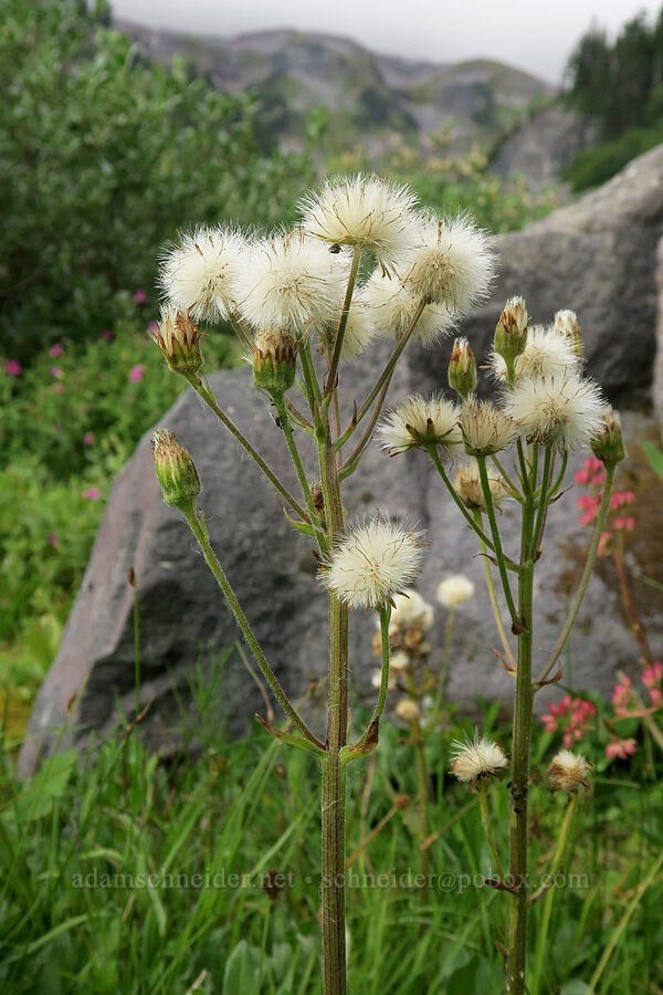 arctic colt's-foot, gone to seed (Petasites frigidus var. frigidus) [Van Trump Creek, Mt. Rainier National Park, Pierce County, Washington]