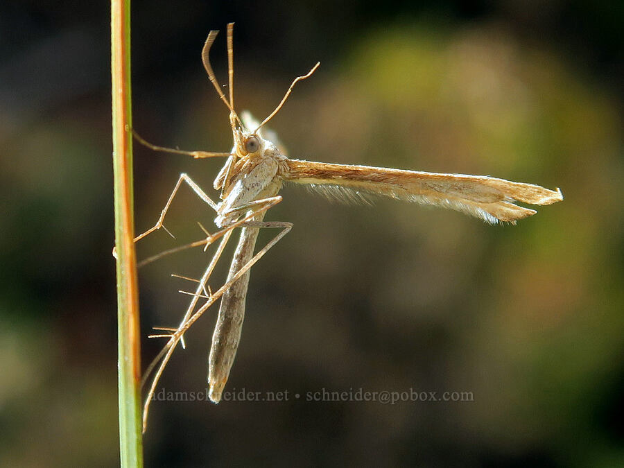 plume moth [near Mildred Point, Mt. Rainier National Park, Pierce County, Washington]