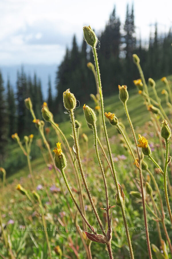 Parry's arnica (Arnica parryi) [near Mildred Point, Mt. Rainier National Park, Pierce County, Washington]