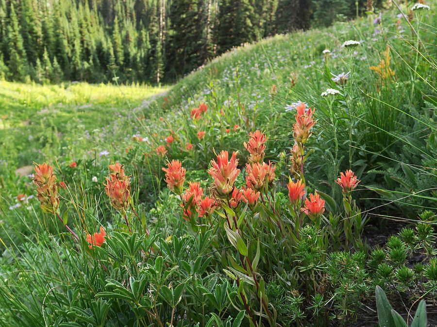 scarlet paintbrush (Castilleja miniata) [Mildred Point Trail, Mt. Rainier National Park, Pierce County, Washington]