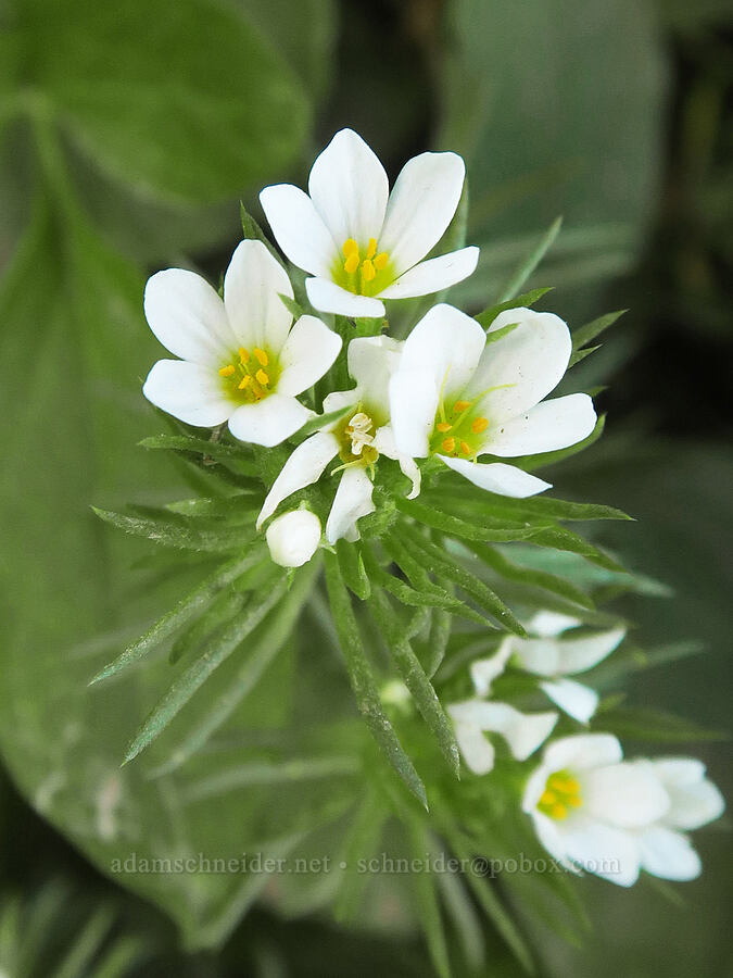 Nuttall's linanthus (Leptosiphon nuttallii (Linanthus nuttallii)) [Mildred Point Trail, Mt. Rainier National Park, Pierce County, Washington]