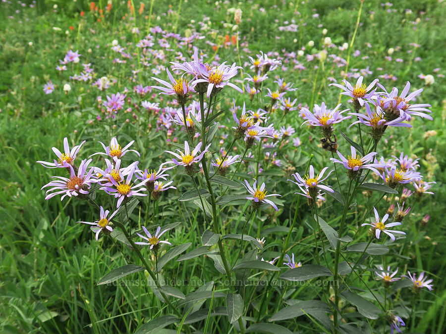 Cascade asters (Doellingeria ledophylla (Eucephalus ledophyllus) (Aster ledophyllus)) [Mildred Point Trail, Mt. Rainier National Park, Pierce County, Washington]