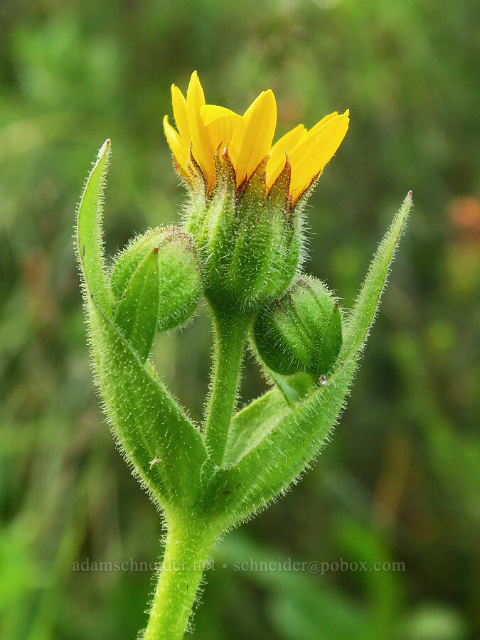 hairy arnica (Arnica mollis) [Mildred Point Trail, Mt. Rainier National Park, Pierce County, Washington]