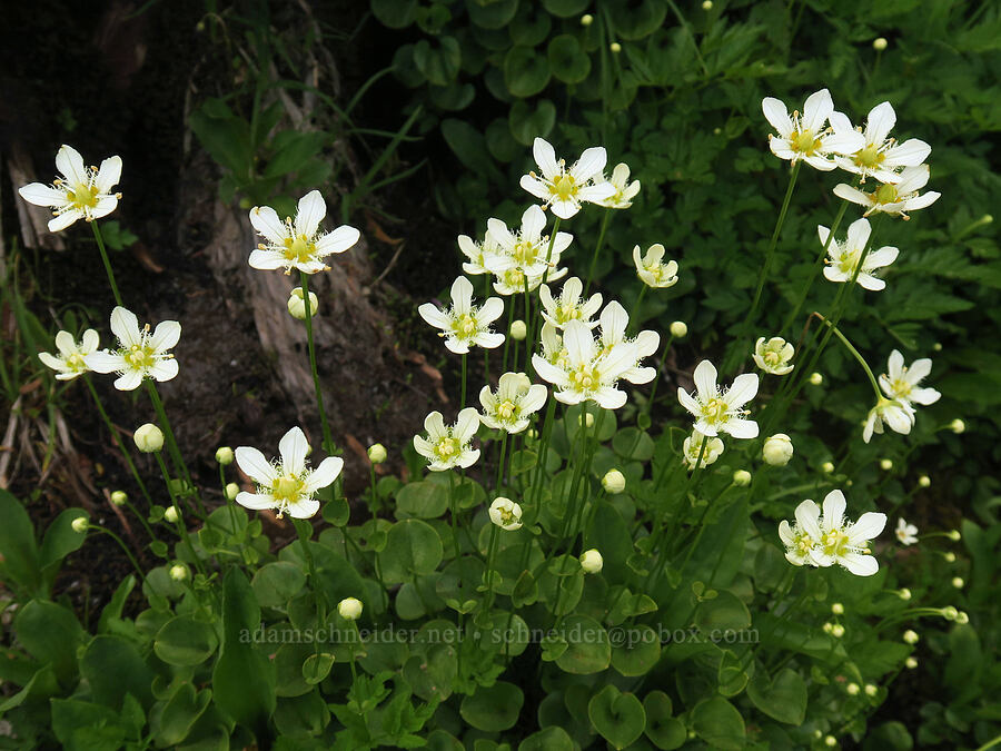 Grass-of-parnassus (Parnassia fimbriata) [Mildred Point Trail, Mt. Rainier National Park, Pierce County, Washington]