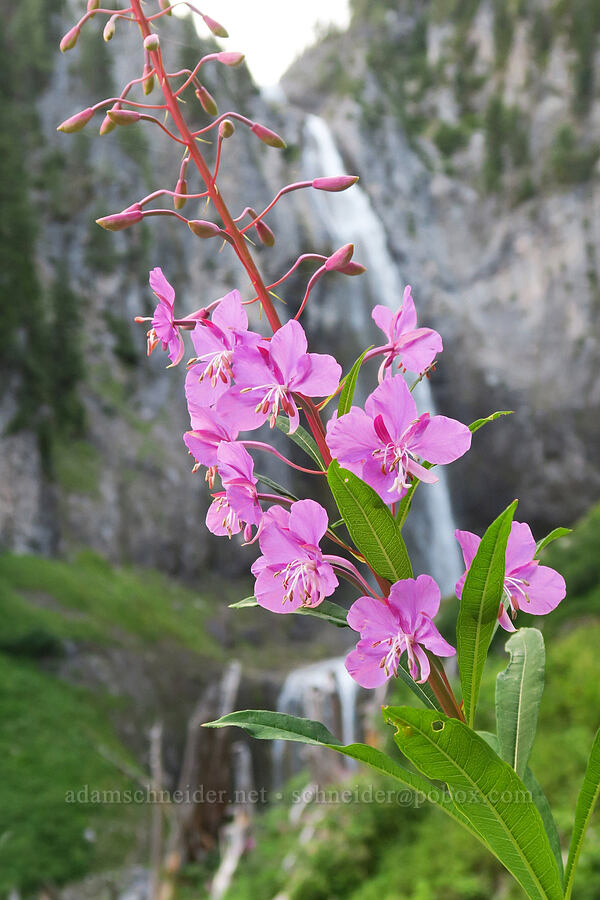 fireweed (Chamerion angustifolium (Chamaenerion angustifolium) (Epilobium angustifolium)) [Comet Falls-Van Trump Trail, Mt. Rainier National Park, Pierce County, Washington]