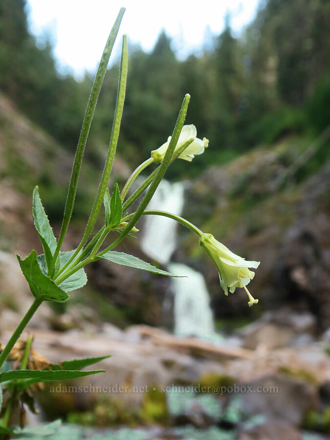 yellow willow-herb (Epilobium luteum) [Comet Falls-Van Trump Trail, Mt. Rainier National Park, Pierce County, Washington]