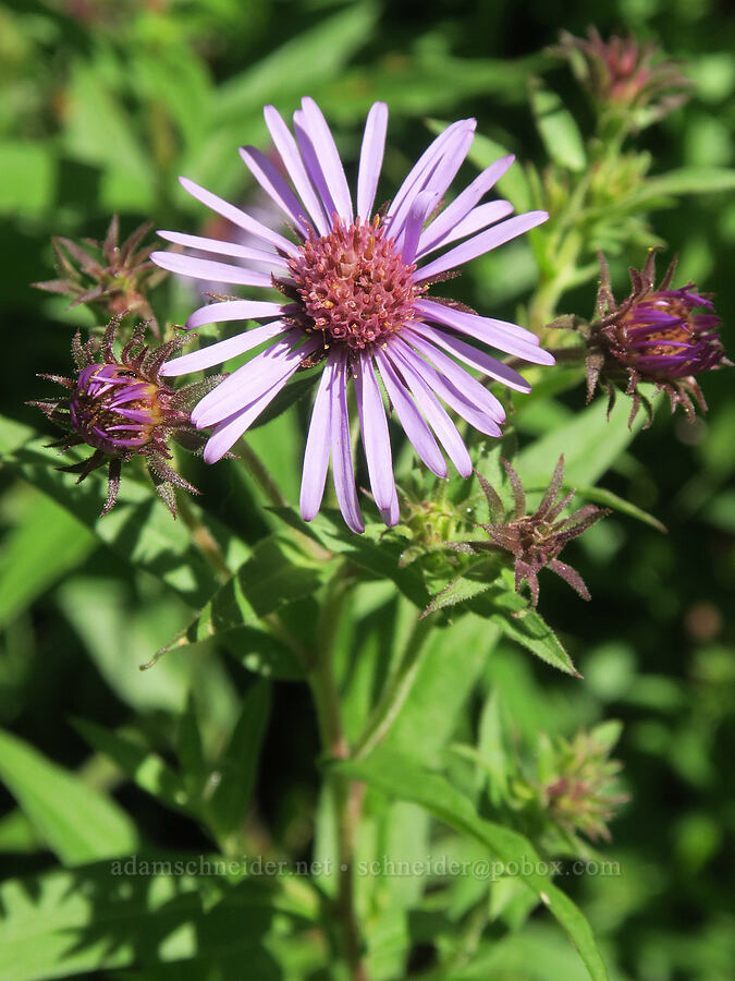 great northern aster (Canadanthus modestus) [Tomyhoi Lake Trail, Mt. Baker Wilderness, Whatcom County, Washington]