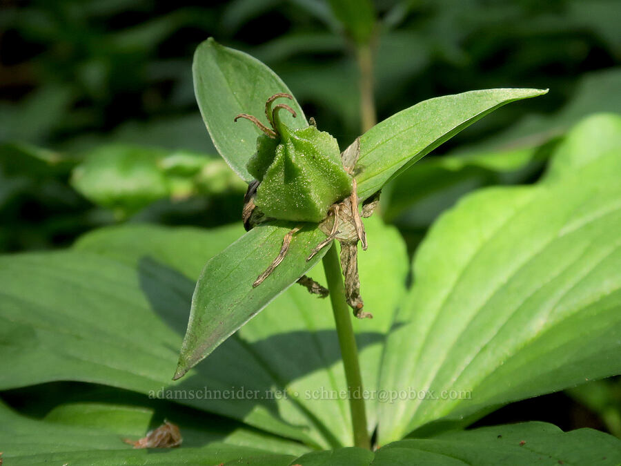trillium seed capsule (Trillium ovatum) [Tomyhoi Lake Trail, Mt. Baker Wilderness, Whatcom County, Washington]