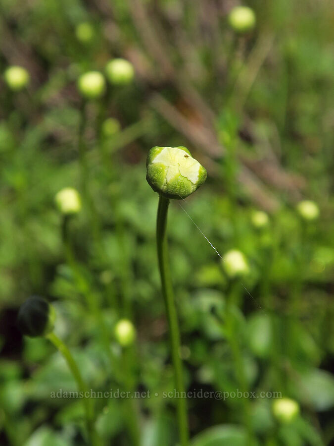 grass-of-Parnassus, budding (Parnassia fimbriata) [Yellow Aster Butte Trail, Mt. Baker Wilderness, Whatcom County, Washington]