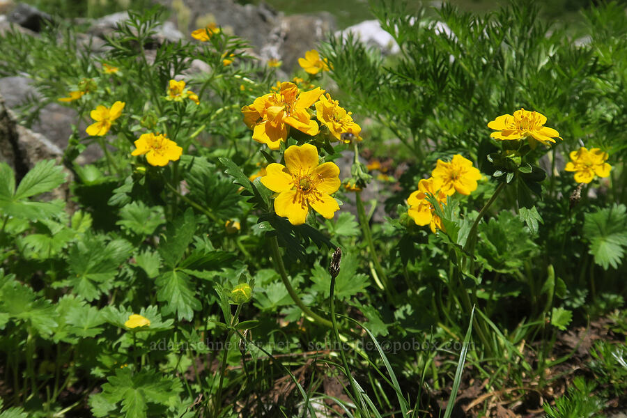 fan-leaf cinquefoil (Potentilla flabellifolia) [Yellow Aster Butte Trail, Mt. Baker Wilderness, Whatcom County, Washington]