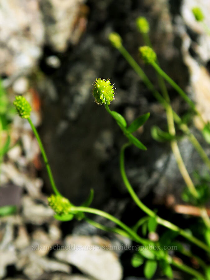 alpine buttercup (Ranunculus sp.) [Yellow Aster Butte Trail, Mt. Baker Wilderness, Whatcom County, Washington]