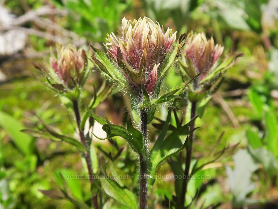 white paintbrush (Castilleja parviflora var. albida) [Yellow Aster Butte Trail, Mt. Baker Wilderness, Whatcom County, Washington]