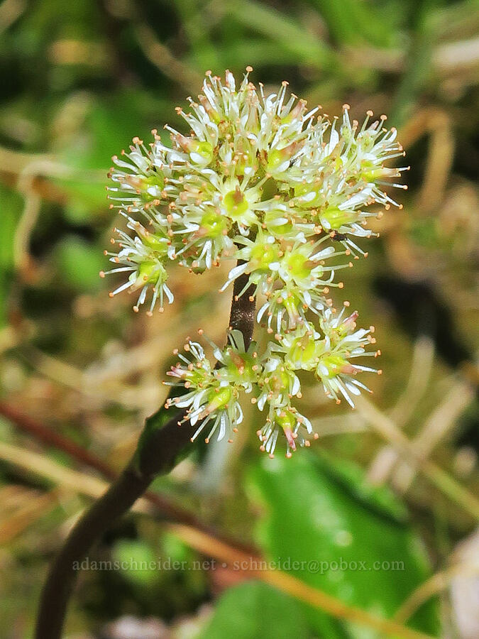 leather-leaf saxifrage flowers (Leptarrhena pyrolifolia (Saxifraga pyrolifolia)) [Yellow Aster Butte Trail, Mt. Baker Wilderness, Whatcom County, Washington]