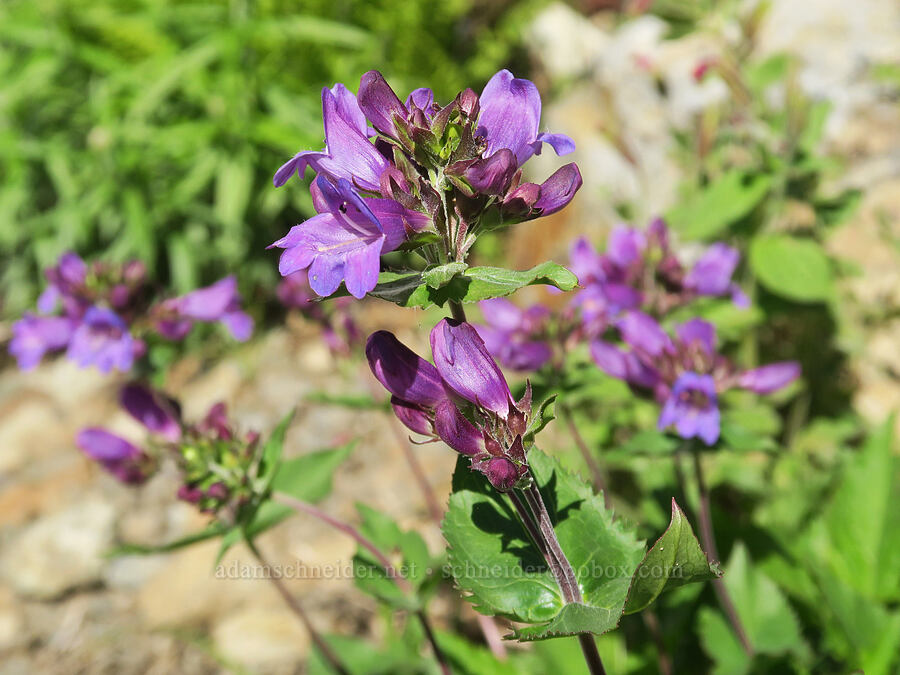 Cascade penstemon (Penstemon serrulatus) [Yellow Aster Butte Trail, Mt. Baker Wilderness, Whatcom County, Washington]