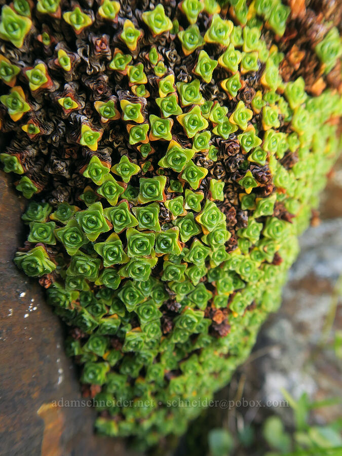 purple saxifrage leaves (Saxifraga oppositifolia) [summit of Yellow Aster Butte, Mt. Baker Wilderness, Whatcom County, Washington]