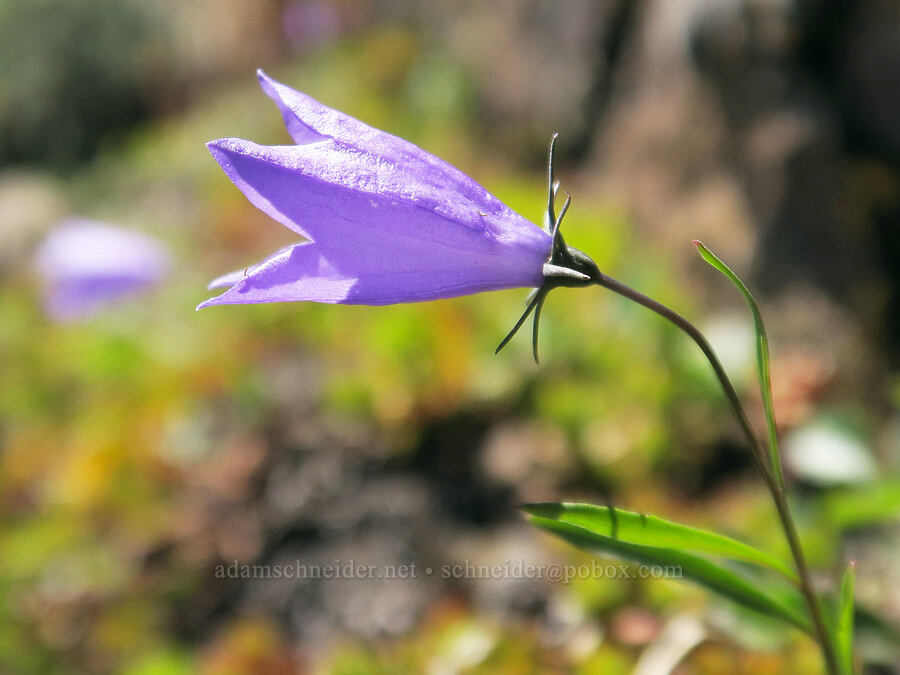 harebells (Campanula petiolata (Campanula rotundifolia)) [summit of Yellow Aster Butte, Mt. Baker Wilderness, Whatcom County, Washington]