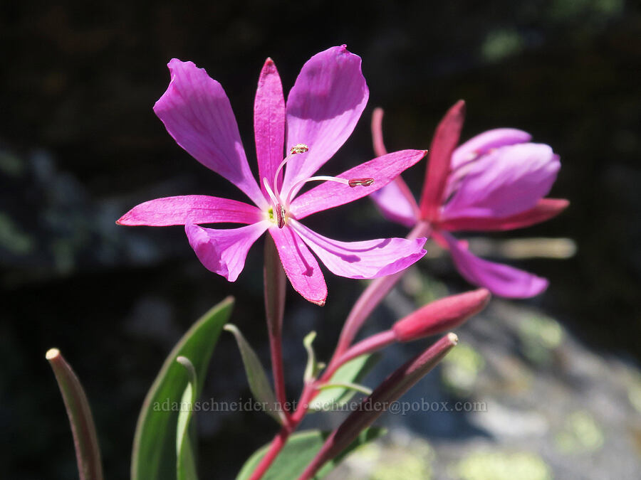 broad-leaf fireweed (Chamerion latifolium (Chamaenerion latifolium) (Epilobium latifolium)) [summit of Yellow Aster Butte, Mt. Baker Wilderness, Whatcom County, Washington]