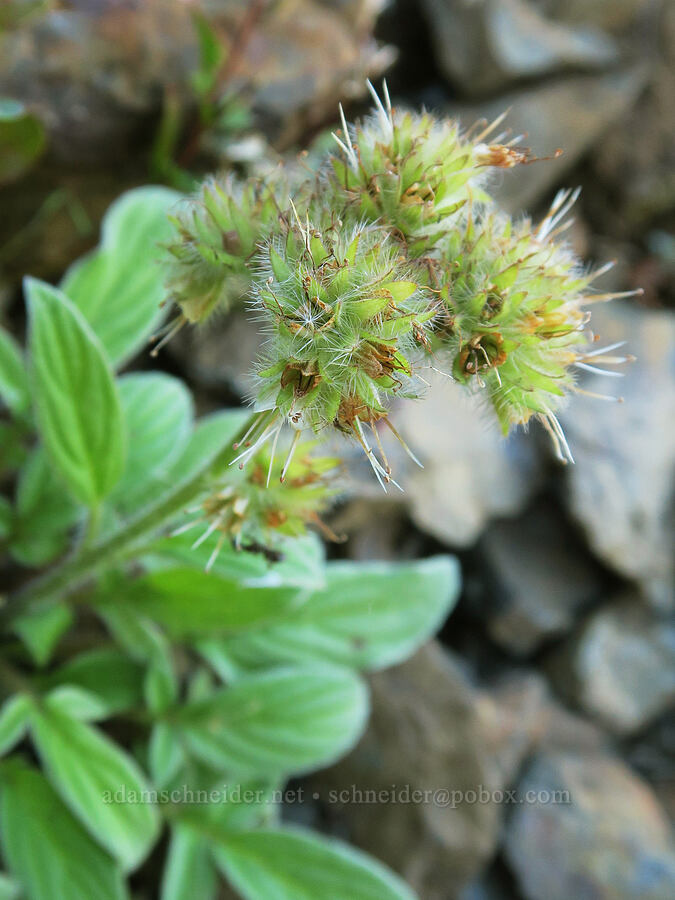 narrow-sepal phacelia (Phacelia leptosepala (Phacelia hastata var. leptosepala)) [summit of Yellow Aster Butte, Mt. Baker Wilderness, Whatcom County, Washington]