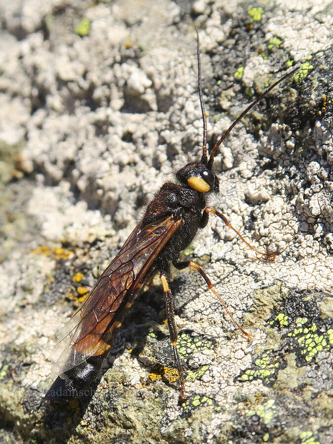 yellow-horned horntail wasp (Urocerus flaviicornis (Urocerus gigas flavicornis)) [summit of Yellow Aster Butte, Mt. Baker Wilderness, Whatcom County, Washington]