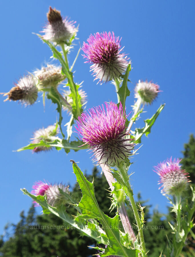 edible thistle (Cirsium edule) [Yellow Aster Butte, Mt. Baker Wilderness, Whatcom County, Washington]