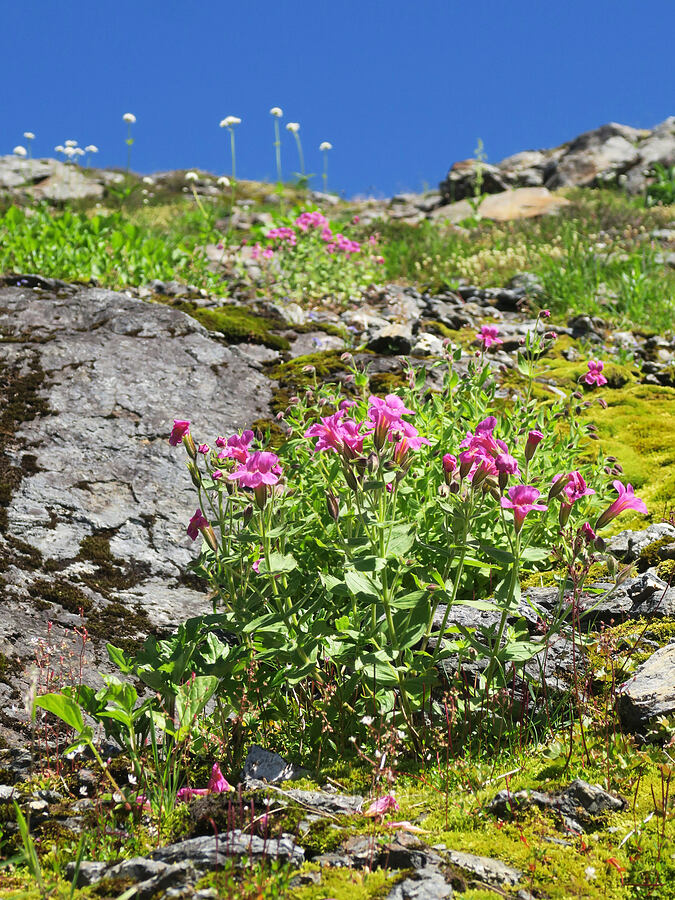 Lewis' monkeyflower (Erythranthe lewisii (Mimulus lewisii)) [below Yellow Aster Butte, Mt. Baker Wilderness, Whatcom County, Washington]
