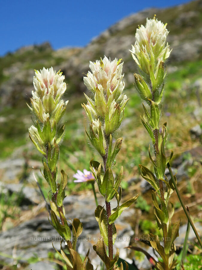 white paintbrush (Castilleja parviflora var. albida) [below Yellow Aster Butte, Mt. Baker Wilderness, Whatcom County, Washington]