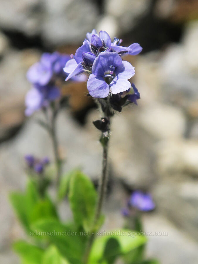 alpine speedwell (Veronica wormskjoldii) [below Yellow Aster Butte, Mt. Baker Wilderness, Whatcom County, Washington]