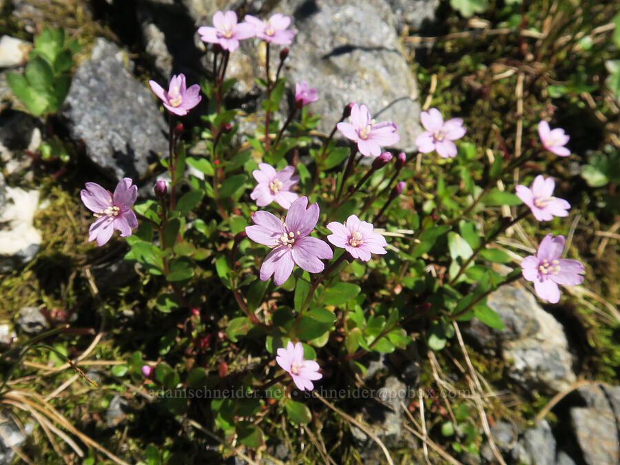 talus willow-herb (Epilobium clavatum) [below Yellow Aster Butte, Mt. Baker Wilderness, Whatcom County, Washington]