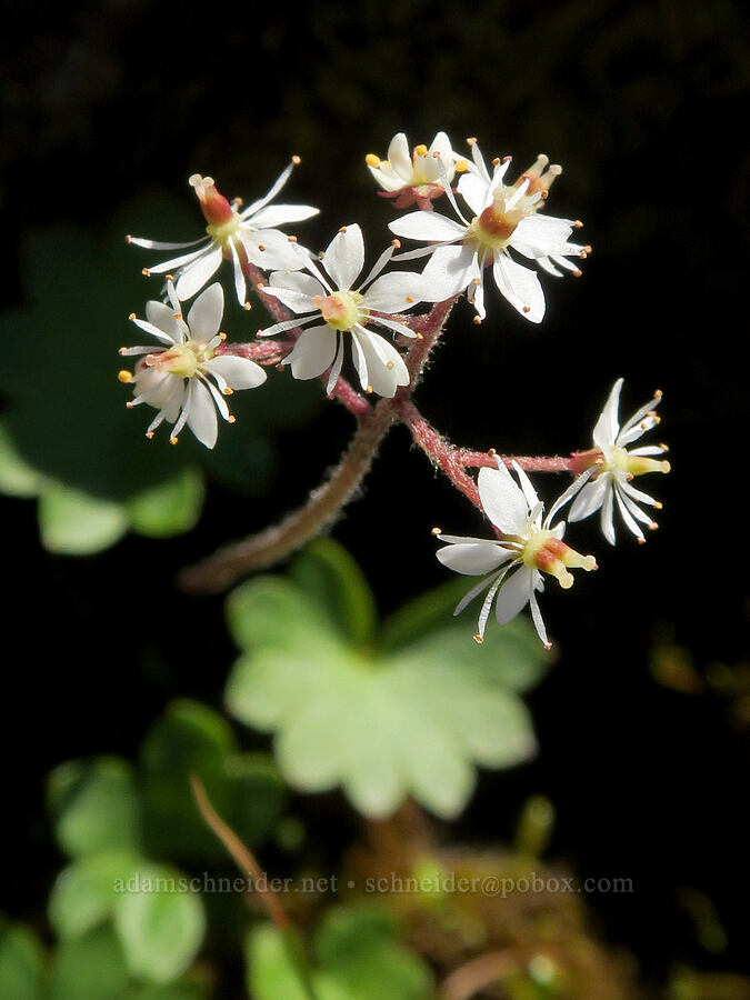 Nelson's saxifrage (Micranthes nelsoniana var. cascadensis (Saxifraga nelsoniana)) [below Yellow Aster Butte, Mt. Baker Wilderness, Whatcom County, Washington]