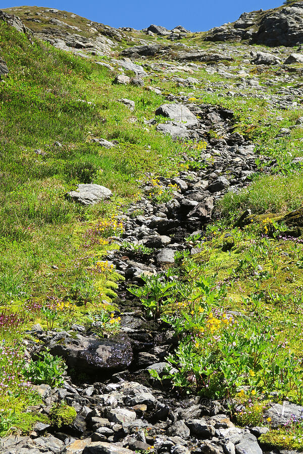 wildflowers [below Yellow Aster Butte, Mt. Baker Wilderness, Whatcom County, Washington]