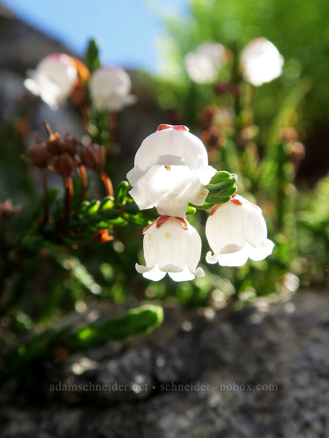white mountain heather (Cassiope mertensiana) [below Yellow Aster Butte, Mt. Baker Wilderness, Whatcom County, Washington]