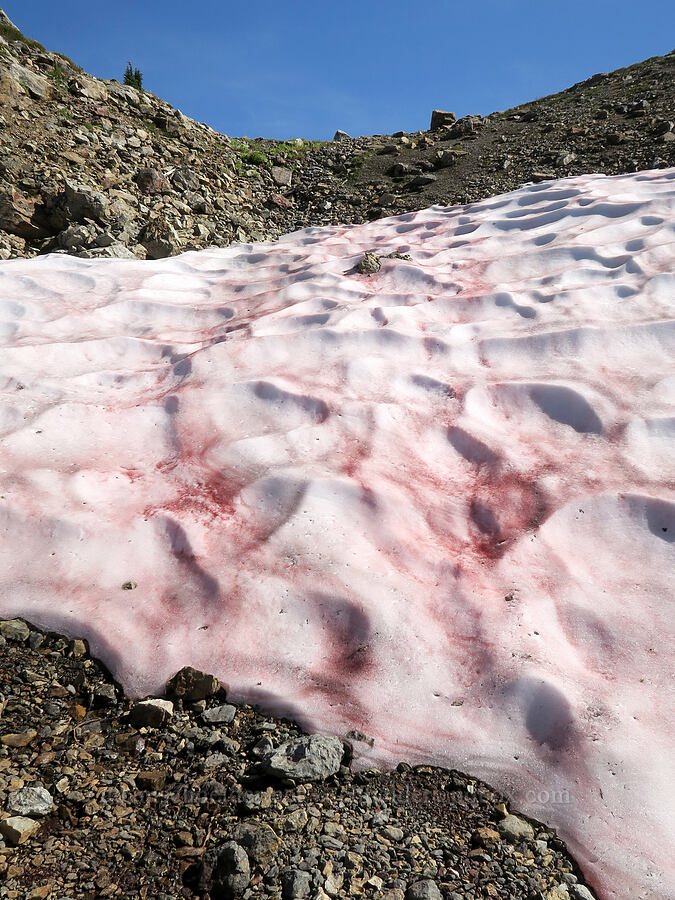 watermelon snow (Chlamydomonas nivalis) [below Yellow Aster Butte, Mt. Baker Wilderness, Whatcom County, Washington]