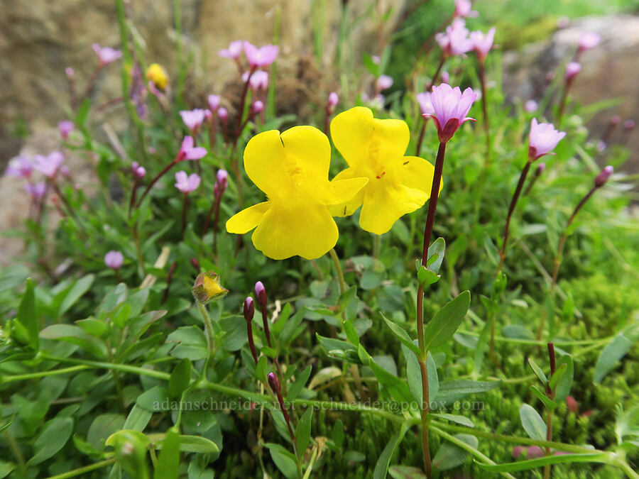 subalpine monkeyflower & alpine willow-herb (Erythranthe caespitosa (Mimulus caespitosus), Epilobium anagallidifolium (Epilobium alpinum)) [below Yellow Aster Butte, Mt. Baker Wilderness, Whatcom County, Washington]